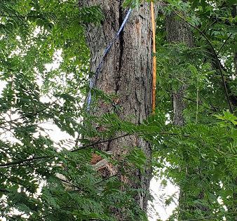 20-erable-dangereux-fendu