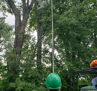 21-erable-dangereux-fendu