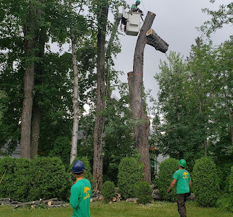 22-erable-dangereux-fendu