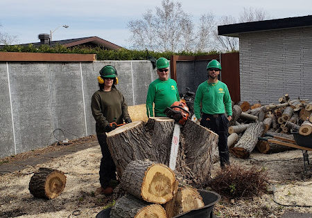 abattage-peuplier-agrandissement-maison