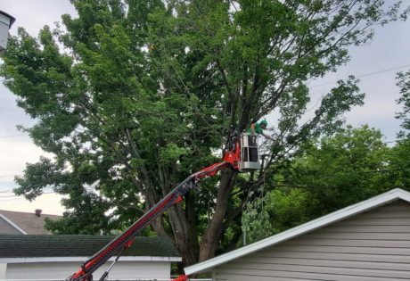 Enlever la partie morte d'un arbre 1