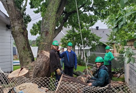 Enlever la partie morte d'un arbre 2