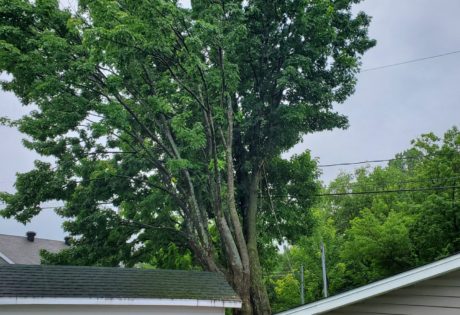 Enlever la partie morte d'un arbre 3