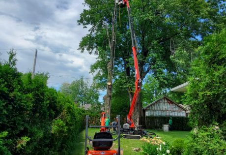 Érable fendu abattage 1